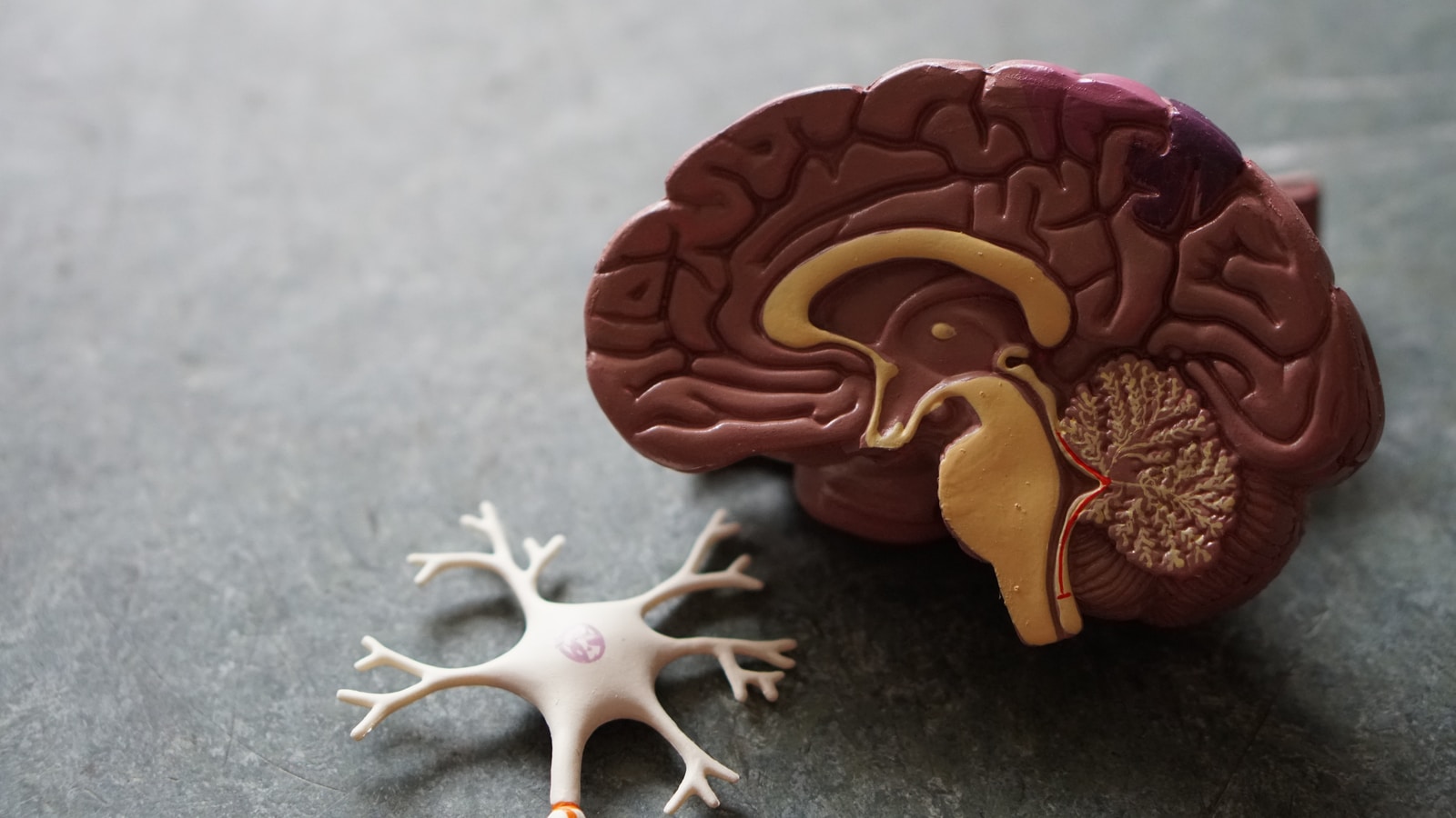Tout ce que vous devez savoir sur la maladie d&rsquo;Alzheimer